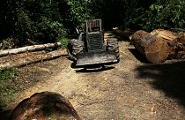 سیاست‌های دولت جدید برزیل و افزایش ۸۸ درصدی جنگل‌زدایی در آمازون