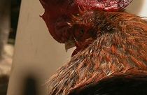 دادگاه «خروس بی‌محل» در فرانسه برگزار شد