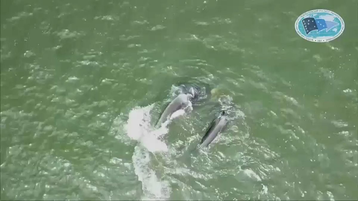 Bírálják a "cetbörtönből" szabadon engedett delfinek utaztatását állatvédők 
