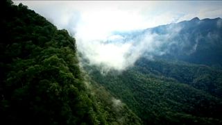 Леса спасут мир от углекислого газа