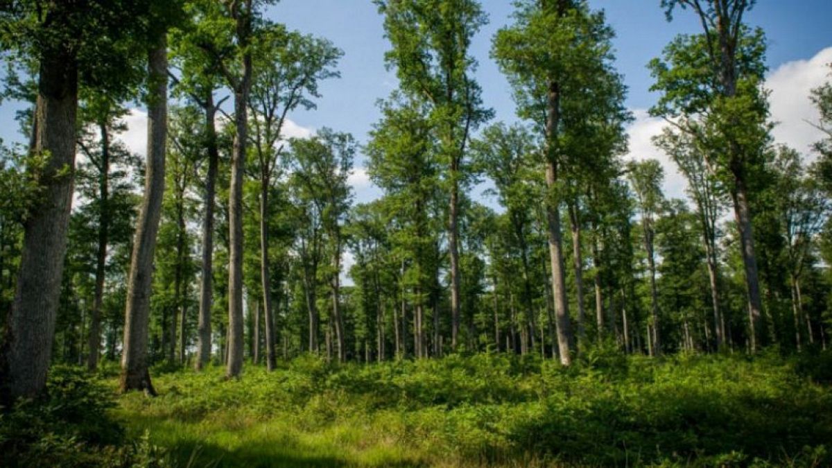 Rapor: 1 trilyondan fazla ağaç dikmek küresel ısınmayı durdurabilir