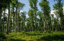 Rapor: 1 trilyondan fazla ağaç dikmek küresel ısınmayı durdurabilir