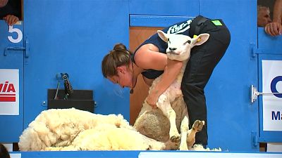 ویدئو؛ مسابقه پشم‌چینی گوسفند در فرانسه