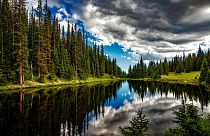 فيديو: هل تنقذ ترليون شجرة العالم وتوقف الاحتباس الحراري؟