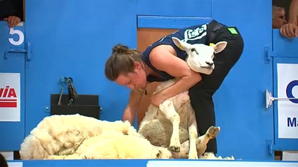 France : la tonte du mouton a son Championnat du monde France : la tonte du mouton a son Championnat du monde