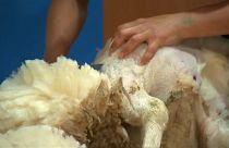 Schafschur-Weltmeisterschaft: Ohne Blut und Wunden?
