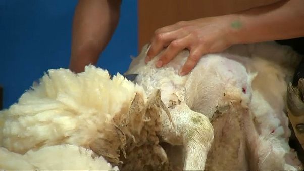 Schafschur-Weltmeisterschaft: Ohne Blut und Wunden? Schafschur-Weltmeisterschaft: Ohne Blut und Wunden?