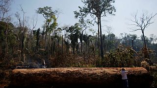 Amazonlardaki tahribat yüzde 88 arttı; Bolsonaro'dan Macron ve Merkel'e davet