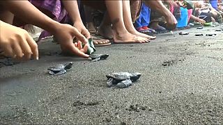 شاهد: قرويون في إندونيسيا يطلقون عشرات من صغار السلاحف البحرية في مياه المحيط
