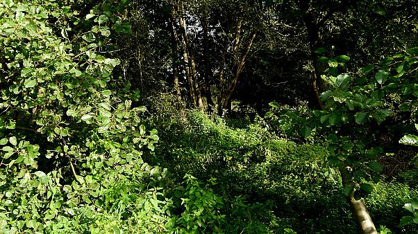 Schock in Mülheim: 12- und 14-Jährige vergewaltigen junge Frau Schock in Mülheim: 12- und 14-Jährige vergewaltigen junge Frau