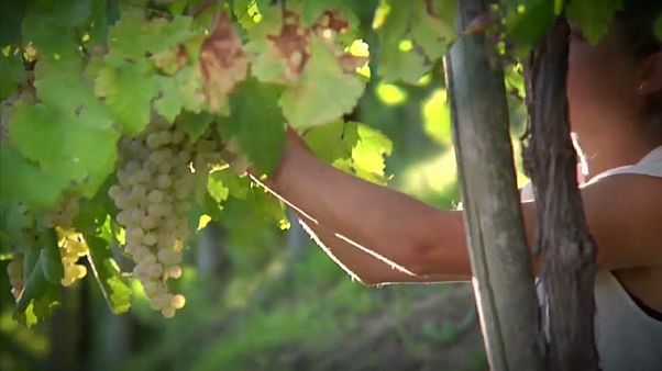 Ein Glas Prosecco auf das UNESCO-Weltkulturerbe Ein Glas Prosecco auf das UNESCO-Weltkulturerbe