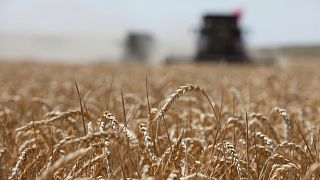 Tarım Görünüm Raporu: Gelecek 10 yılda tarımsal üretim artışı dünyada fiyatları düşük seyrettirecek