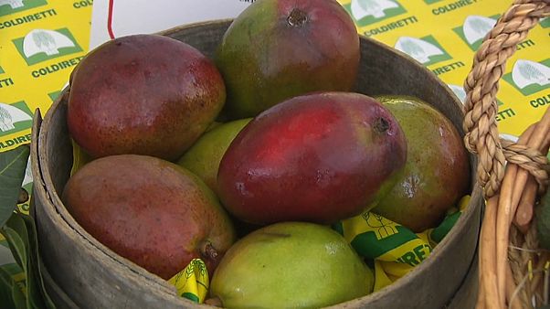 Una Sicilia ad andamento tropicale Una Sicilia ad andamento tropicale