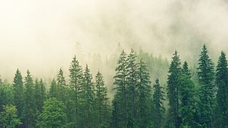 دراسة: زراعة ترليون شجرة كفيل بإنقاذ العالم