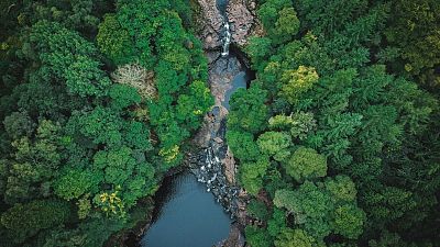 Rain forest from above Rain forest from above