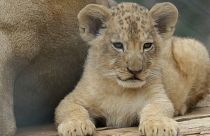 شاهد: حديقة حيوانات تشيكية تعرض شبلين لسلالة أسود نادرة