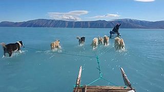 Video | Grönland'da buzul erimesi: Kızak köpekleri bu kez su içinde 