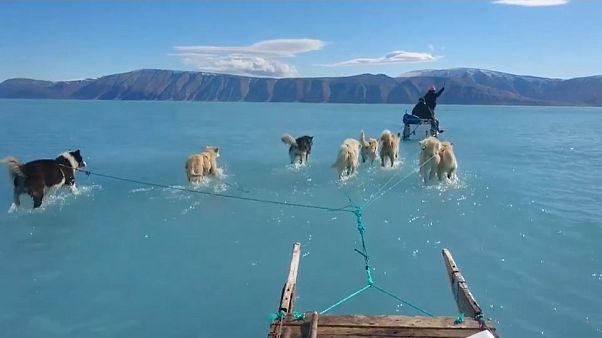 Video | Grönland'da buzul erimesi: Kızak köpekleri bu kez su içinde Video | Grönland'da buzul erimesi: Kızak köpekleri bu kez su içinde