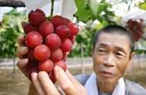 Weintrauben für 10.000 Euro versteigert