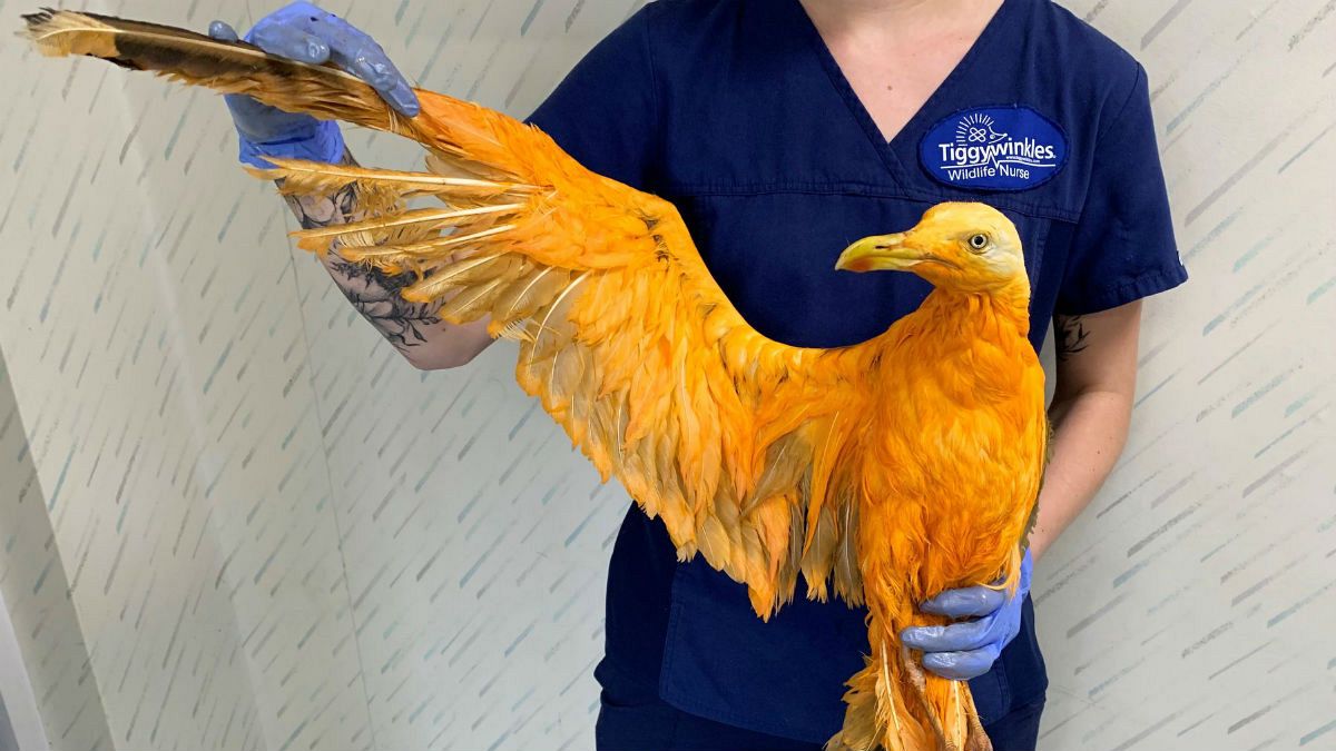 پرنده نارنجی امید کشف گونه‌ای تازه را نقش بر آب کرد