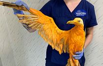 پرنده نارنجی امید کشف گونه‌ای تازه را نقش بر آب کرد