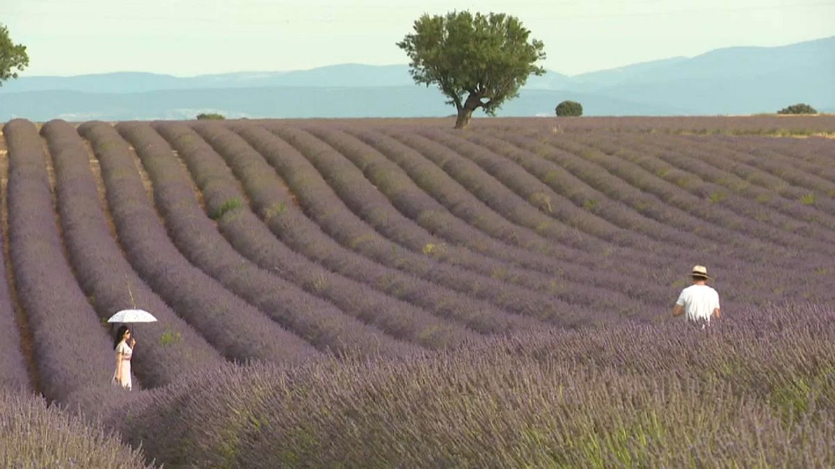Provence: Fotofrevel im Lavendelfeld