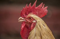 Ruling the roost: Swiss judge imposes crowing schedule on rooster