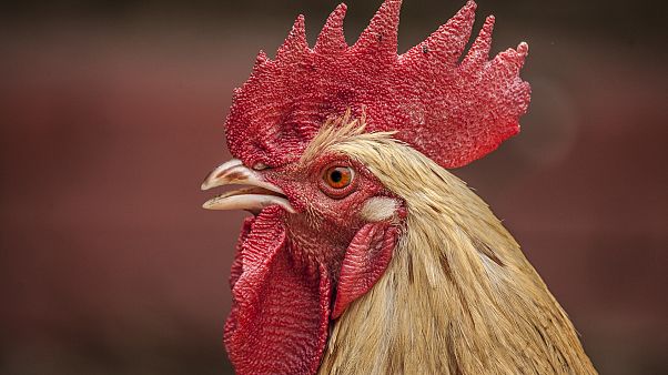 Hahn vor Gericht: Er darf weiterkrähen - aber nur zu bestimmten Zeiten Hahn vor Gericht: Er darf weiterkrähen - aber nur zu bestimmten Zeiten
