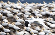 INTERPOL, doğal hayatı korumak için 109 ülkede operasyon düzenledi: 600 zanlı gözaltına alındı