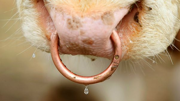 Vacas irlandesas na frente da resistência contra abertura à América do Sul Vacas irlandesas na frente da resistência contra abertura à América do Sul