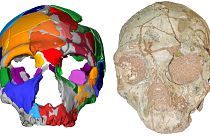 The Apidima 2 cranium and reconstruction show Neanderthal lineage