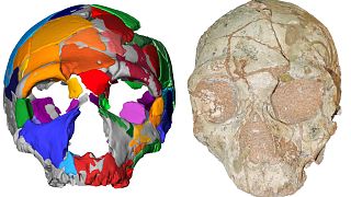 The Apidima 2 cranium and reconstruction show Neanderthal lineage