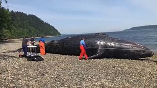 Rejtélyes bálnapusztulás Washingtonban