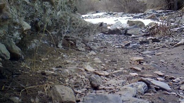 Schneeleoparden gesichtet Schneeleoparden gesichtet