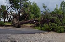 Χαλκιδική: Επτά νεκροί, δεκάδες τραυματίες και ανυπολόγιστες καταστροφές