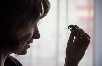 A szupergombák és szuperbaktériumok után itt a kiírthatatlan csótány