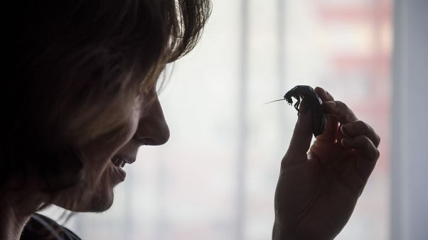 A szupergombák és szuperbaktériumok után itt a kiírthatatlan csótány A szupergombák és szuperbaktériumok után itt a kiírthatatlan csótány