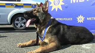 شاهد: كلب بوليسي يتقلد ميدالية تقديرا لجهوده في جنوب أفريقيا