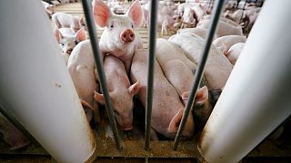 Freiwilliges Tierwohl-Label: Innenministerium hat "Bedenken gegen Gesetzentwurf"
