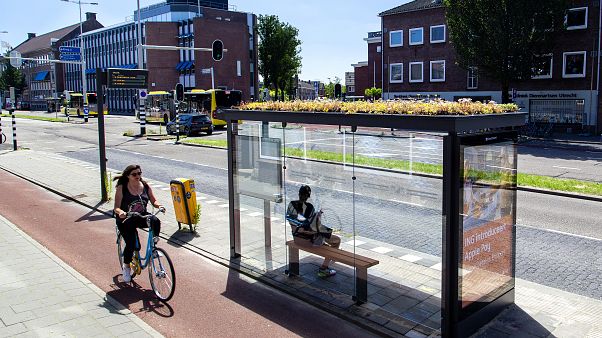 Getting from A to bee: Utrecht installs environmentally-friendly bus stops Getting from A to bee: Utrecht installs environmentally-friendly bus stops