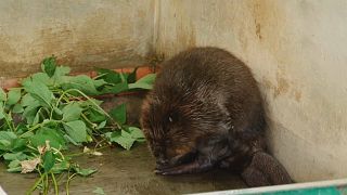 Watch: Russian breeding scheme 'sees beavers recover from near-extinction'