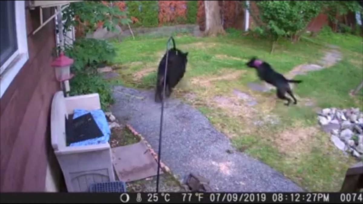 ویدئو؛ فرار خرس گرسنه از دست سگ خانگی