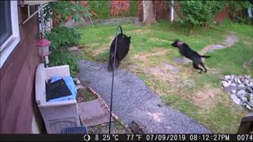 Security camera captures dog chasing bear from garden
