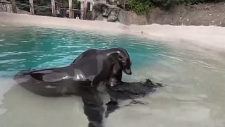 ویدئو؛ توله شیر دریایی کالیفرنیا در باغ وحش ایلینوی