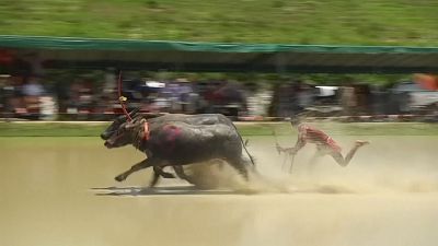 Thai farmers celebrate sowing with buffalo race
