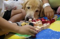 Juca, o cão brasileiro que muda a vida dos mais novos