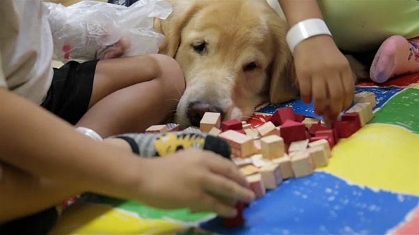 Juca, o cão brasileiro que muda a vida dos mais novos Juca, o cão brasileiro que muda a vida dos mais novos