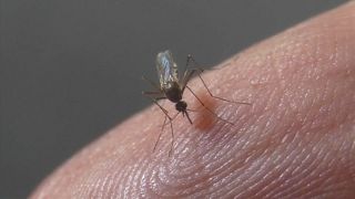 Investigadores brasileiros criam armadilha para mosquito do dengue