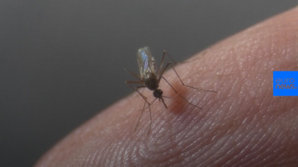شاهد: ابتكار جديد يحمل الأمل بتخليص المنازل من أعتى أنواع البعوض في العالم