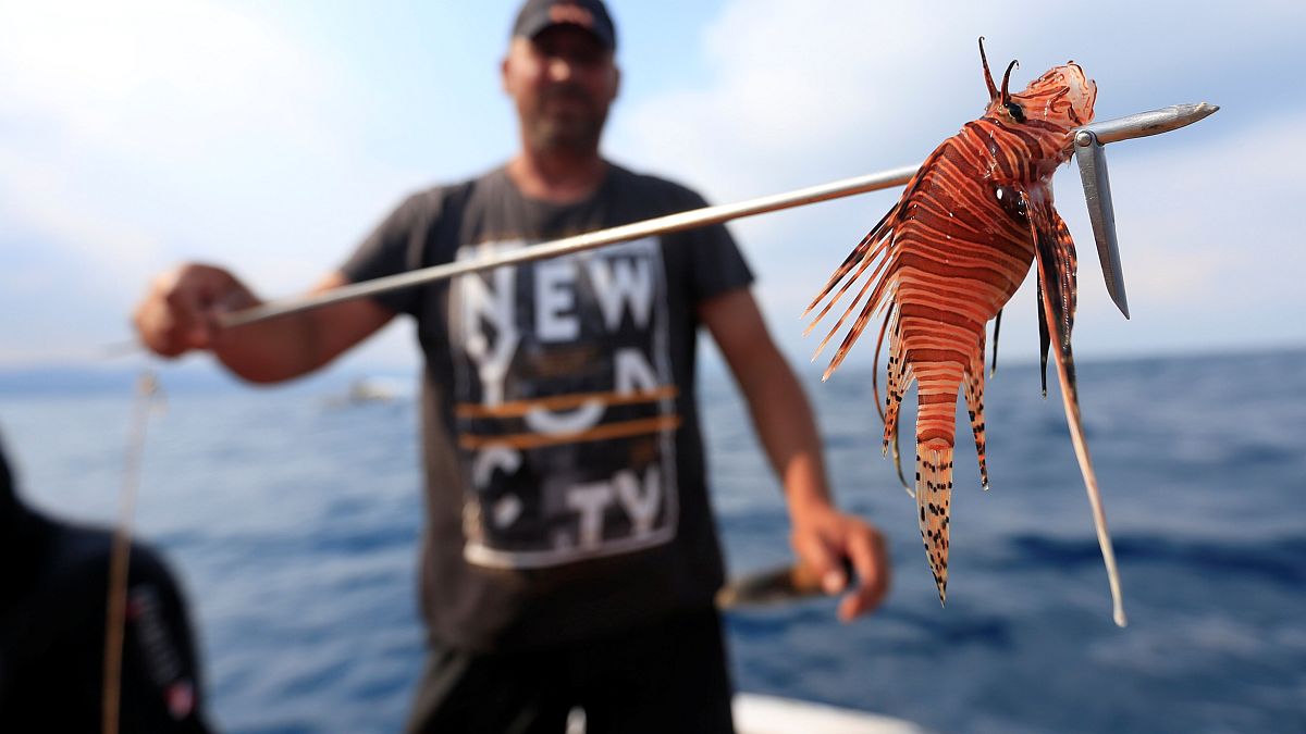 Warming waters see a concerning increase in lionfish off Lebanon's sea